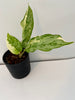Aglaonema Manila Pride