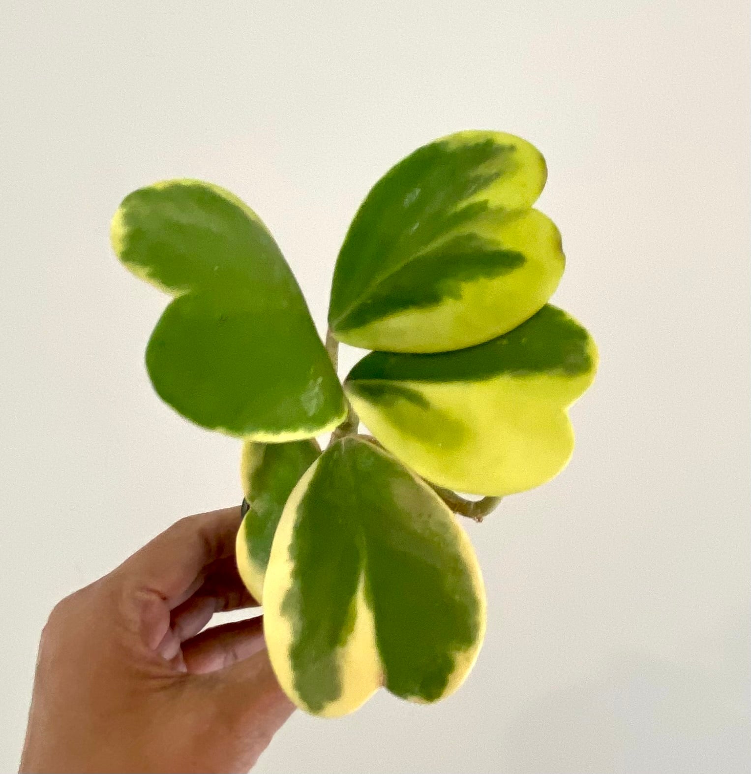 Hoya Kerrii Heart 4-5 leaves