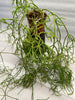 Rhipsalis cereuscula