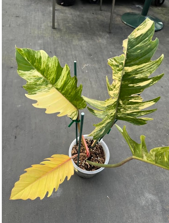 Philodendron Caramel Marble Variegated