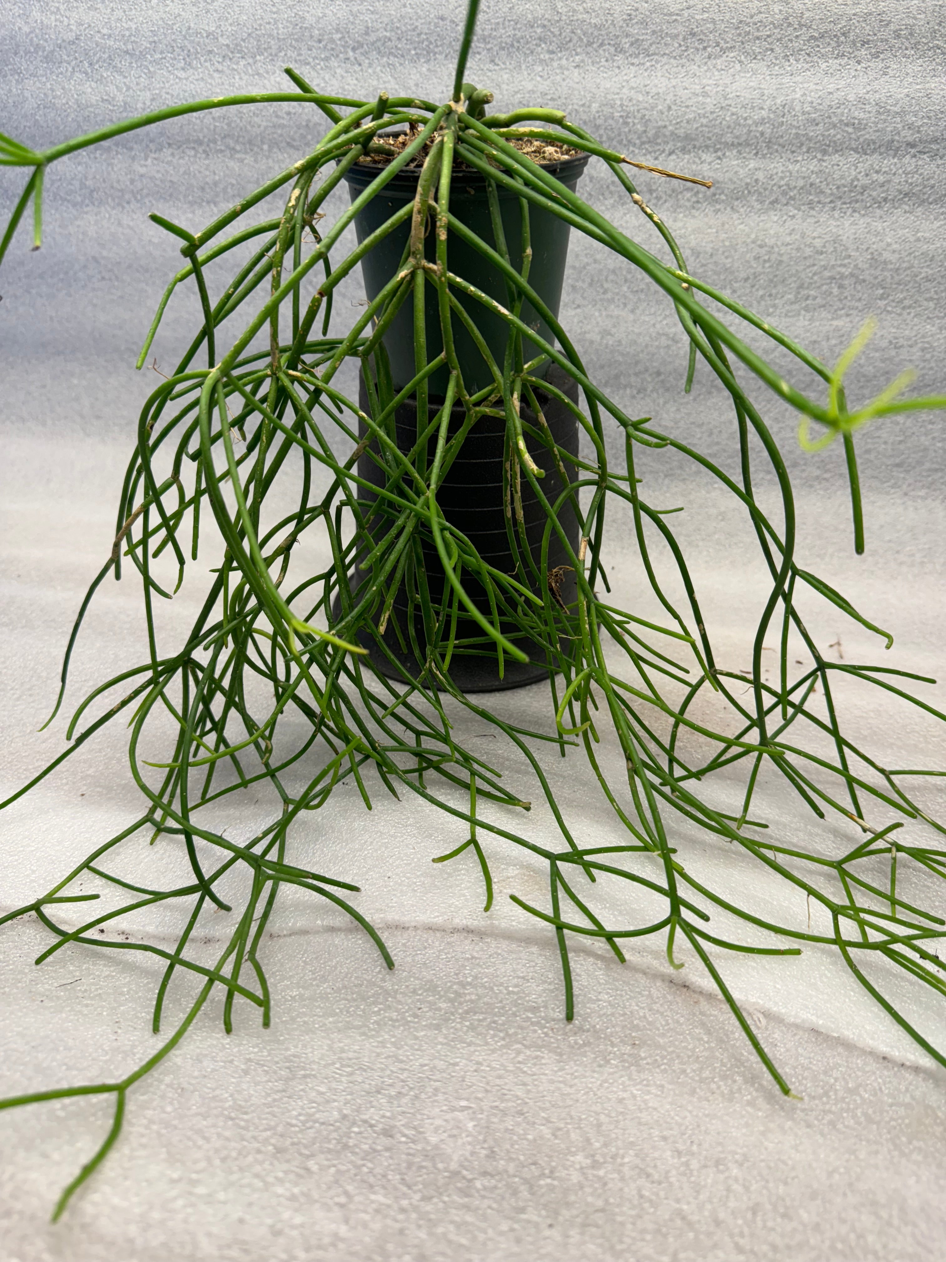 Rhipsalis Baccifera