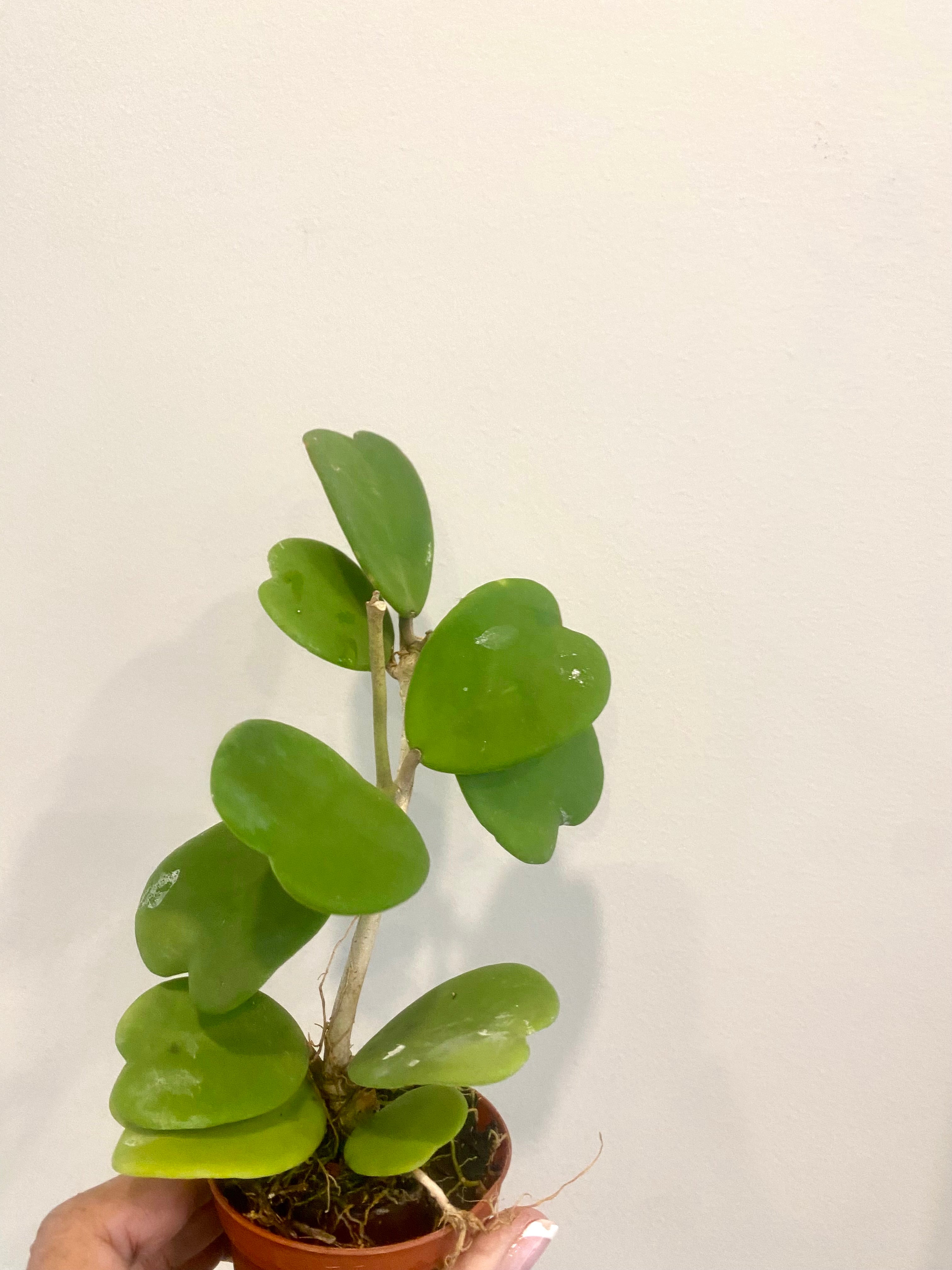 Hoya Kerri Heart Mini green