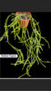 Rhipsalis Trigona