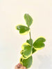 Hoya Kerri Heart Variegated Short vine