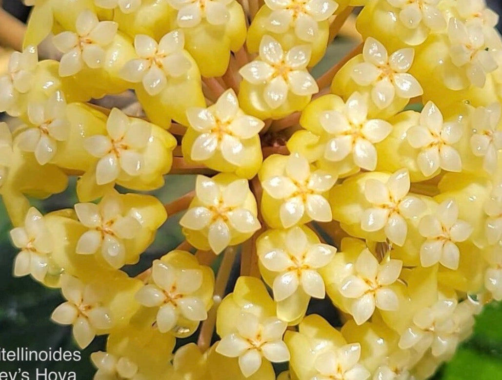 Hoya vitellinoides Vine