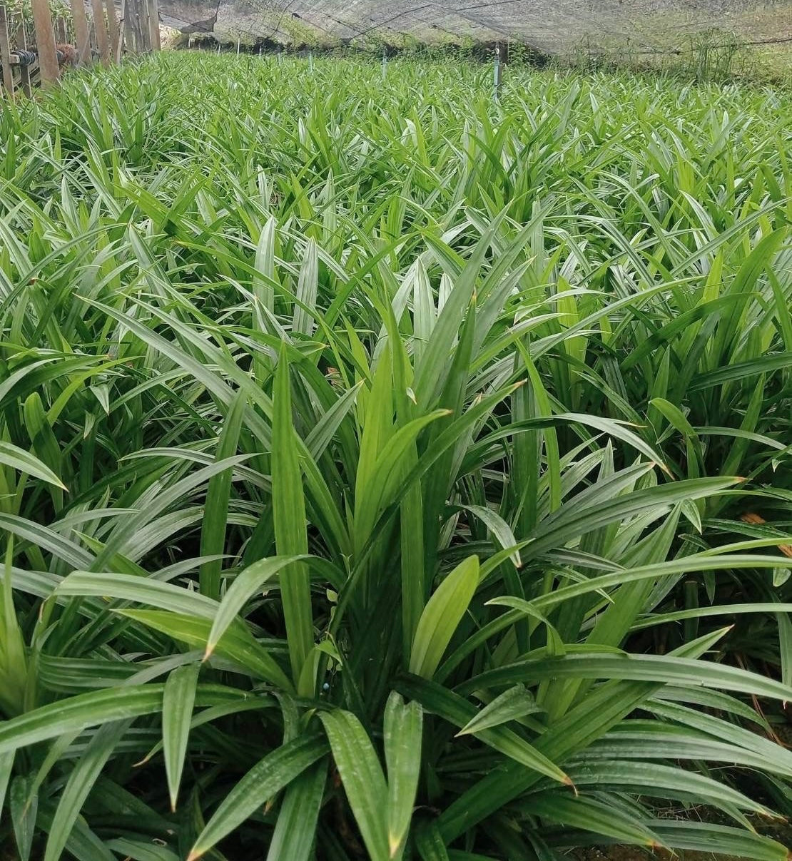 Pandan Plant