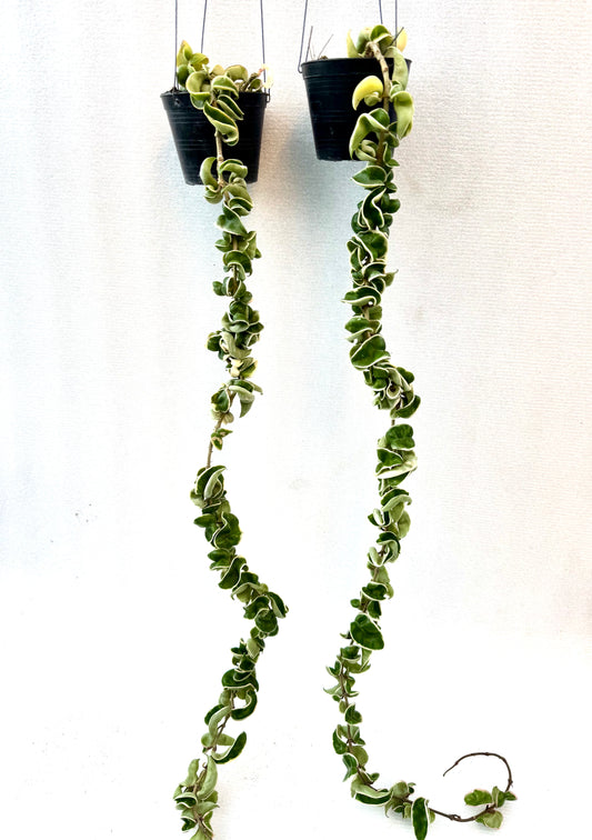 Hoya Compacta Variegated (Hidu Rope)