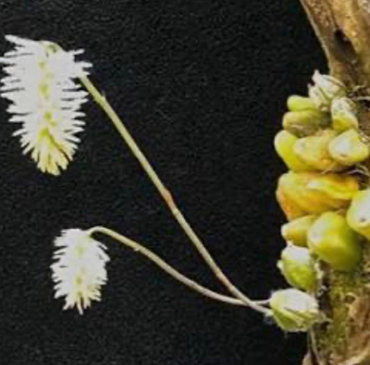 Orchid Bulbophyllum comosum