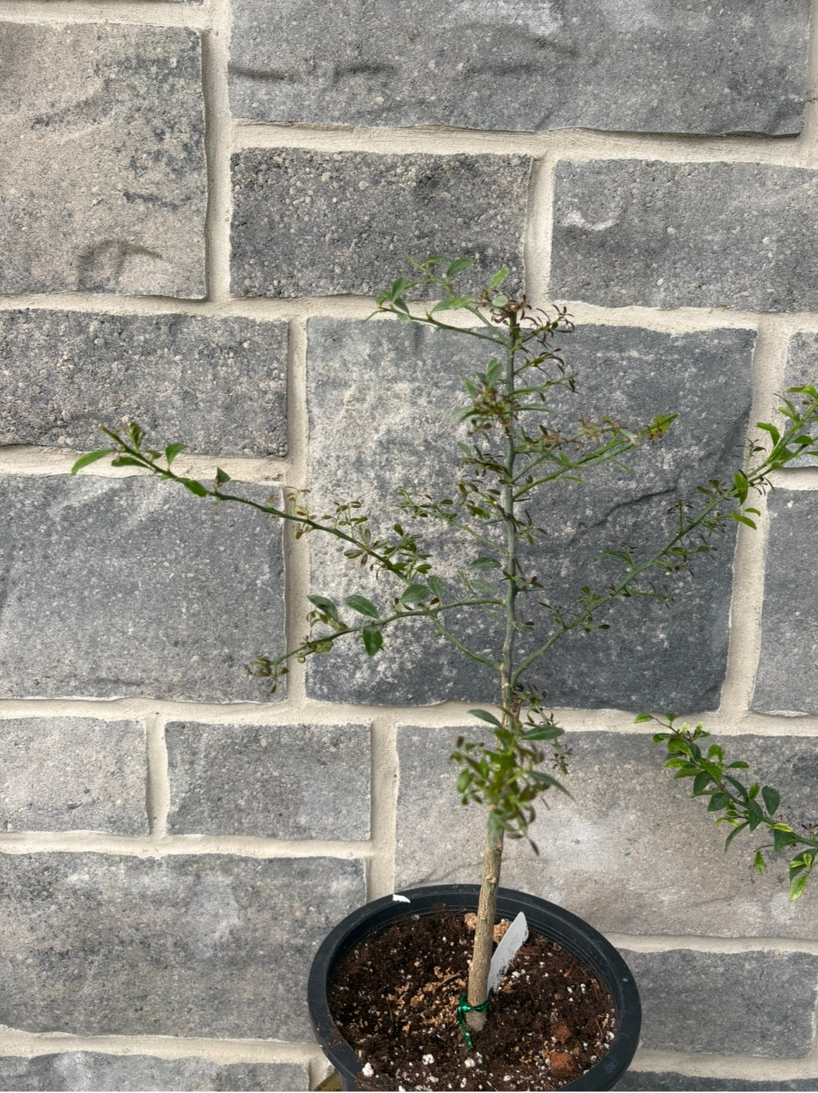 Finger Lime Tree small