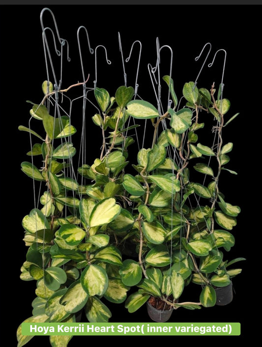 Hoya heart Kerrii picta spot ( inner variegated)