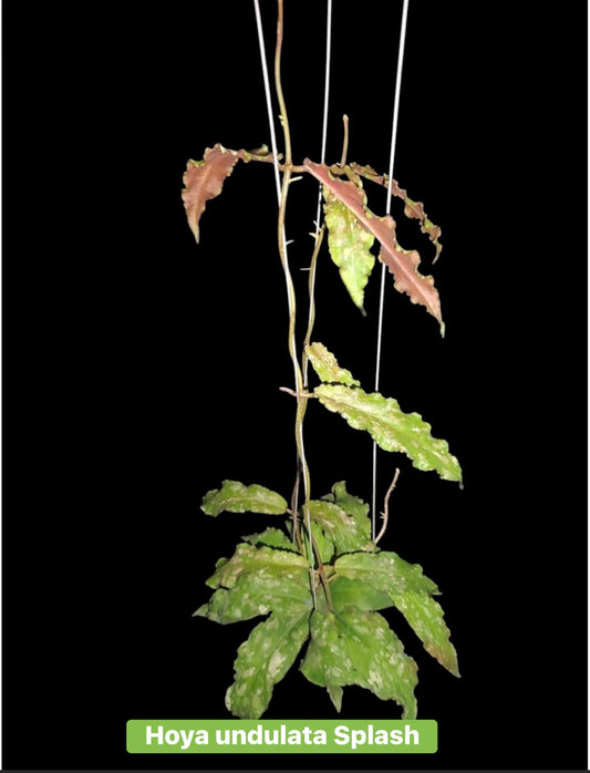 Hoya undulata Splash large vine