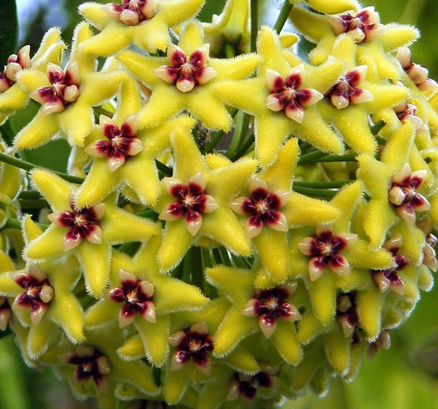 Hoya Halcopiensis Vine