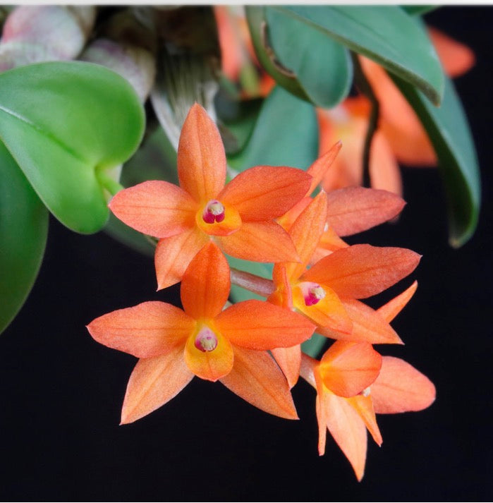 Orchid Cattleya cernua