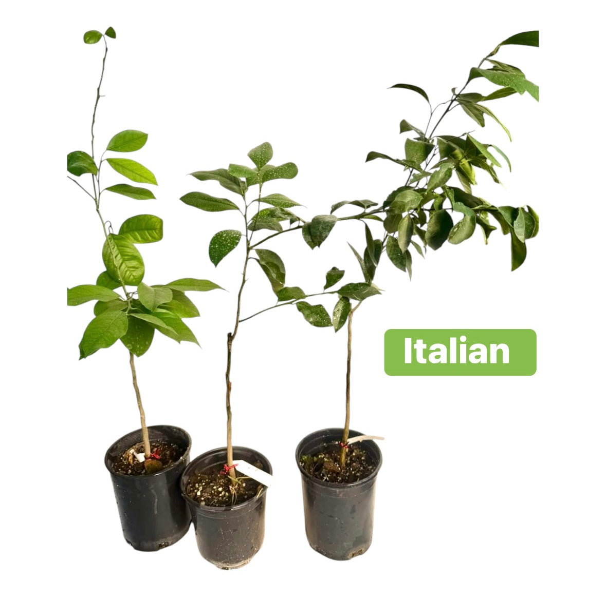 Japanese Or Italian Lemon Tree