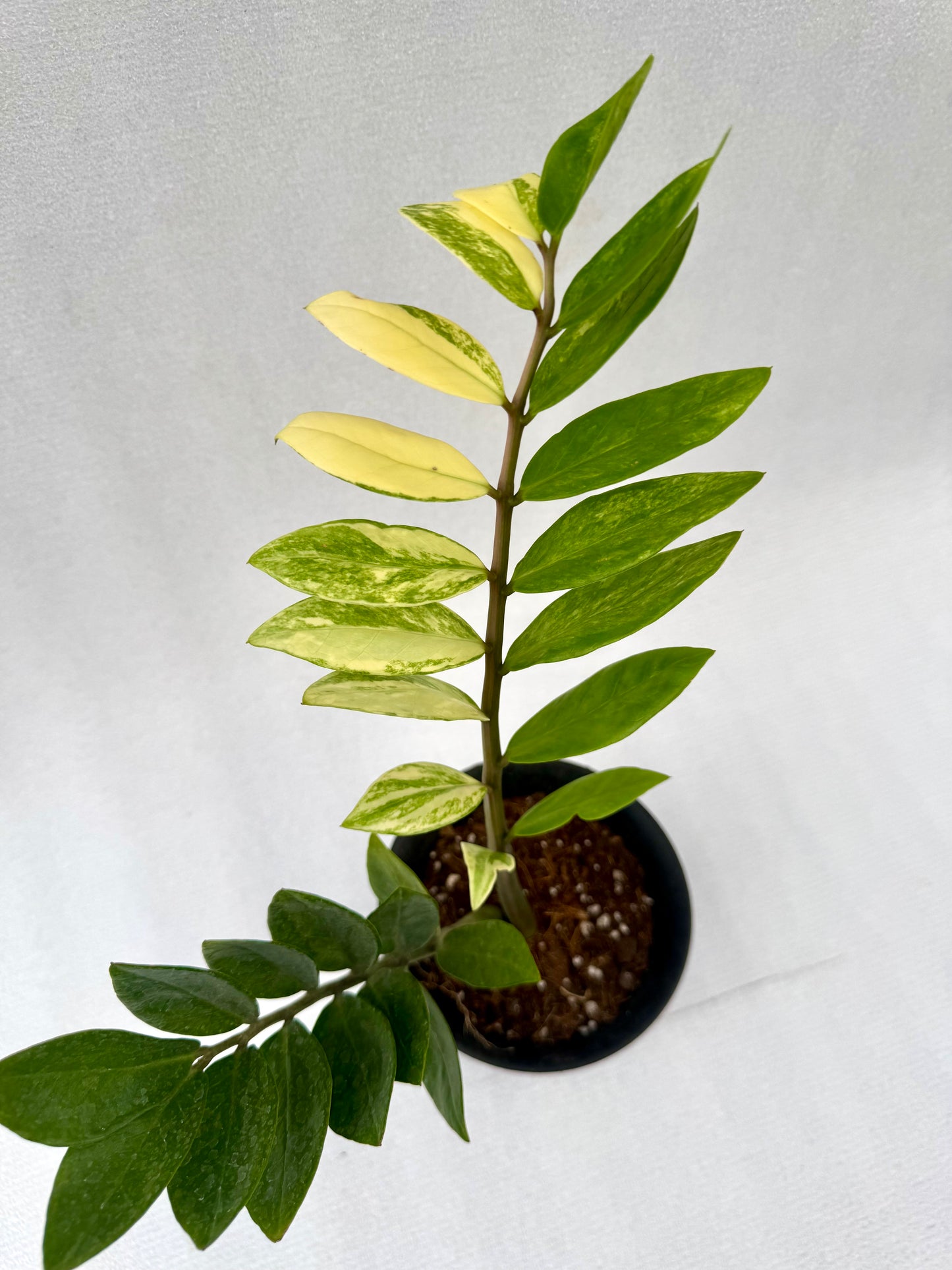 Variegated ZZ (Zamioculcas zamiifolia)