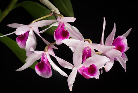 Orchid Dendrobium anosmum