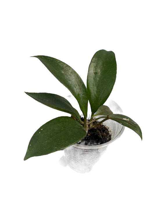 Hoya Icensis