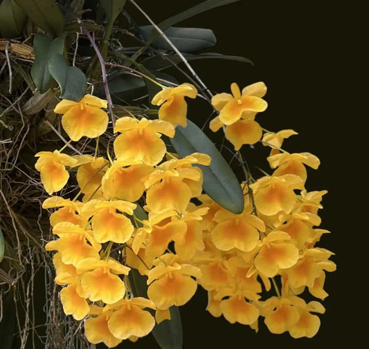 Orchid Dendrobium Lindleyi