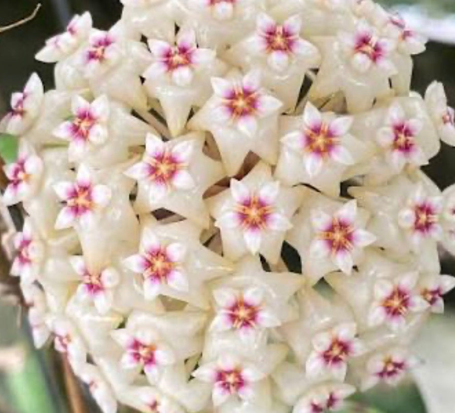Hoya Parasitica " Heart Leaf silver" vine