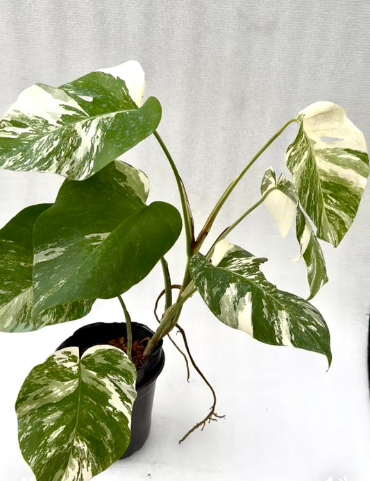 Holland Varigated Monstera Albo