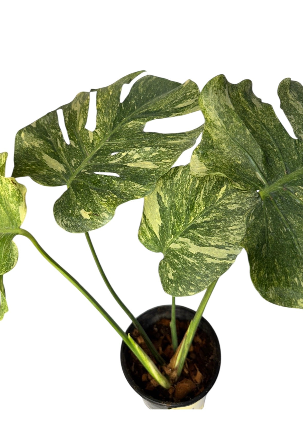 Monstera Green Snow (Rare)