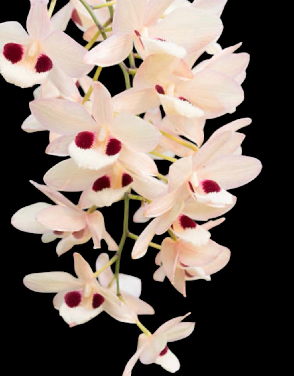 Orchid Dendrobium pulchellum