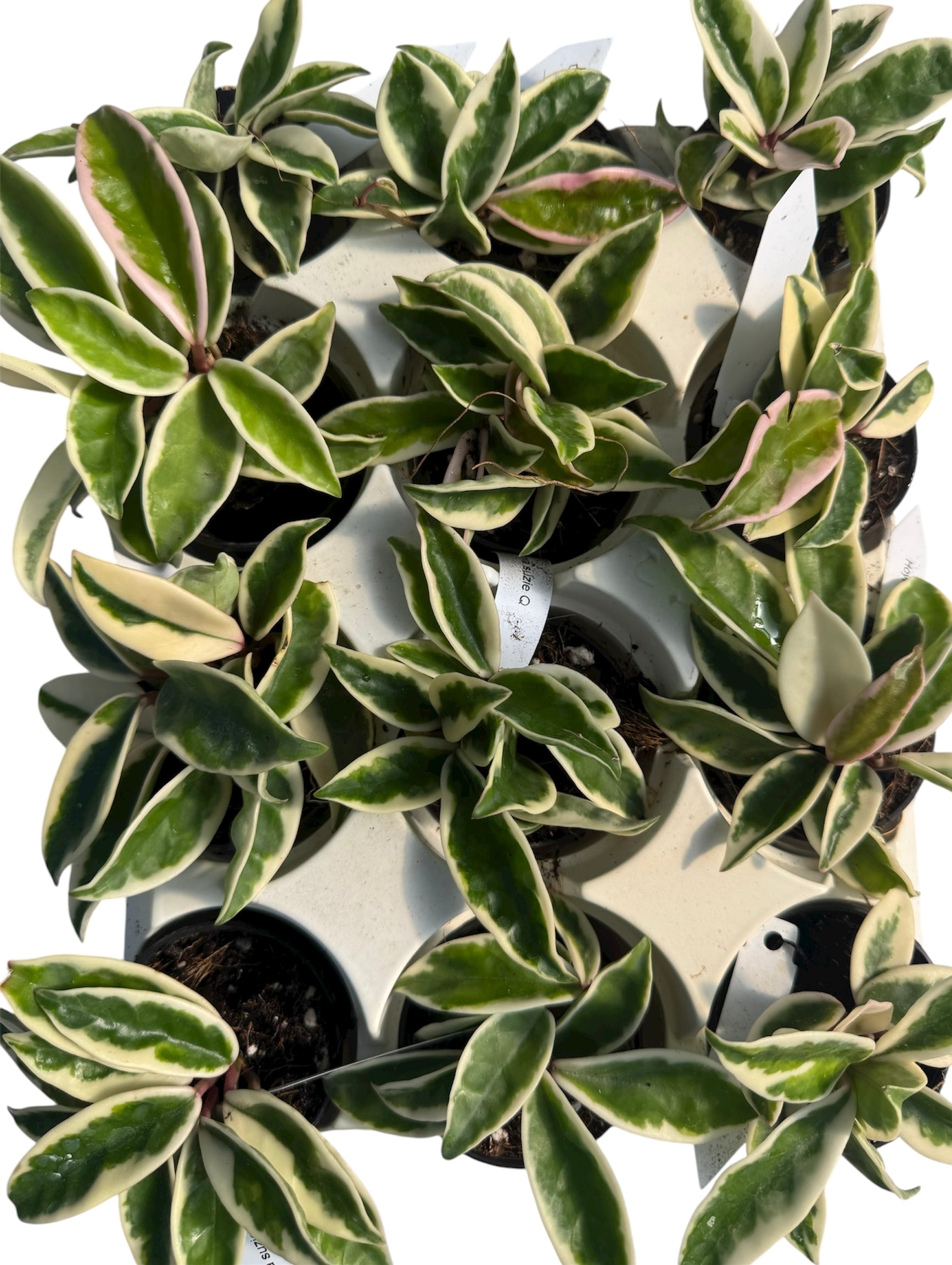 Hoya Suzie Q – JBB Exotic Plants