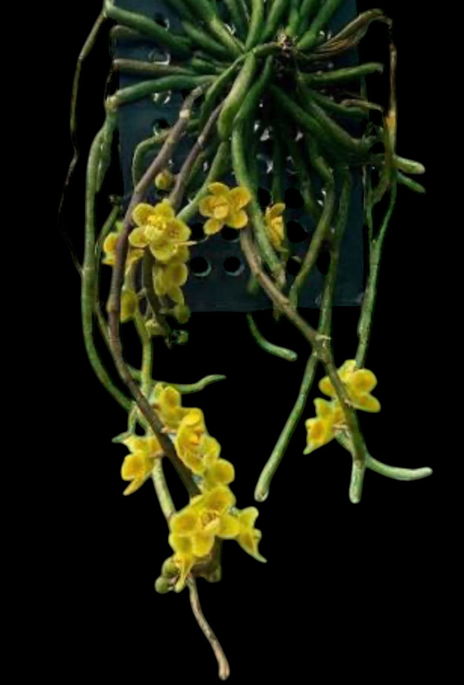 Orchid Chiloschista parishii nakornpanomensi!