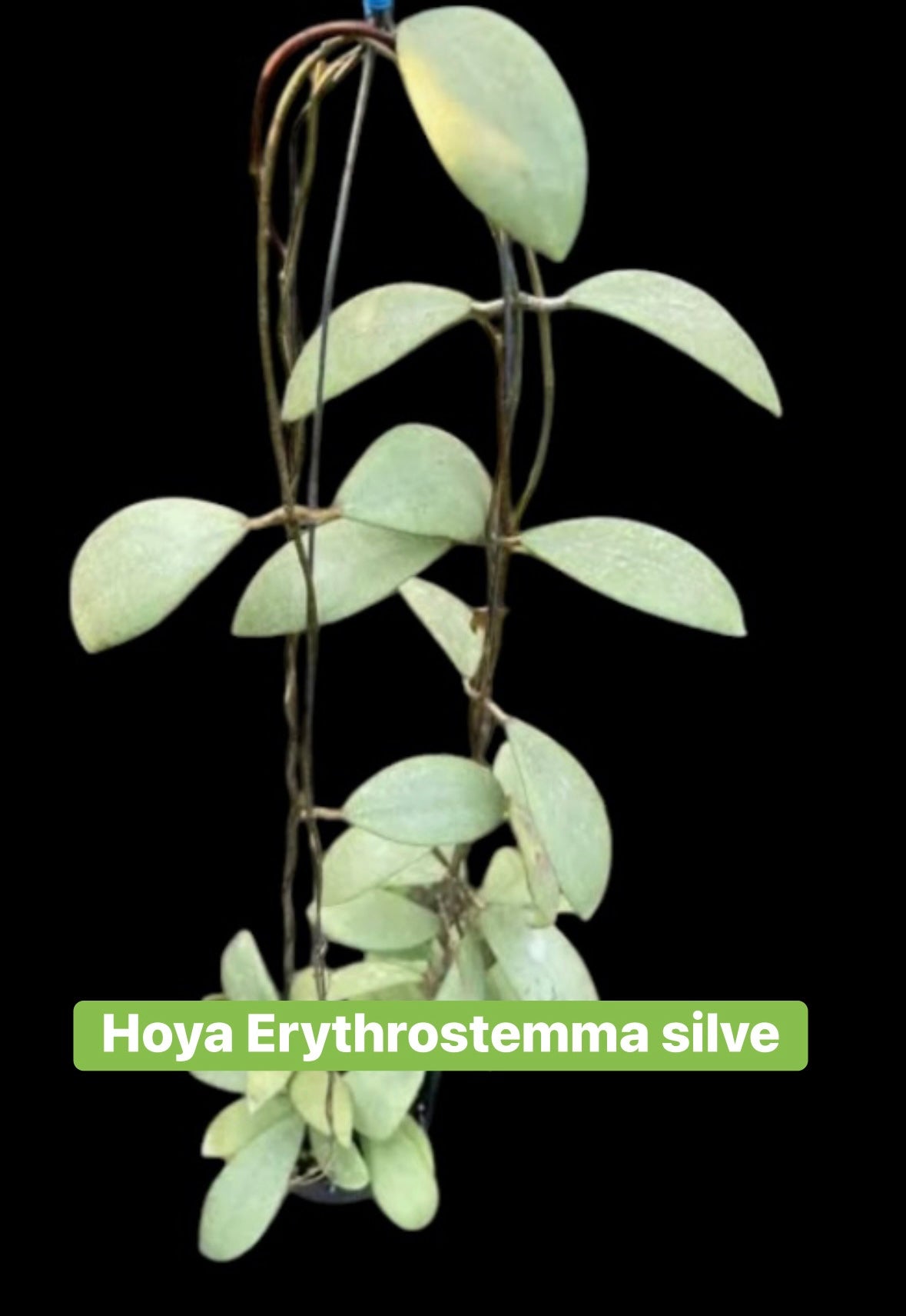 Hoya Erythrostma Silver