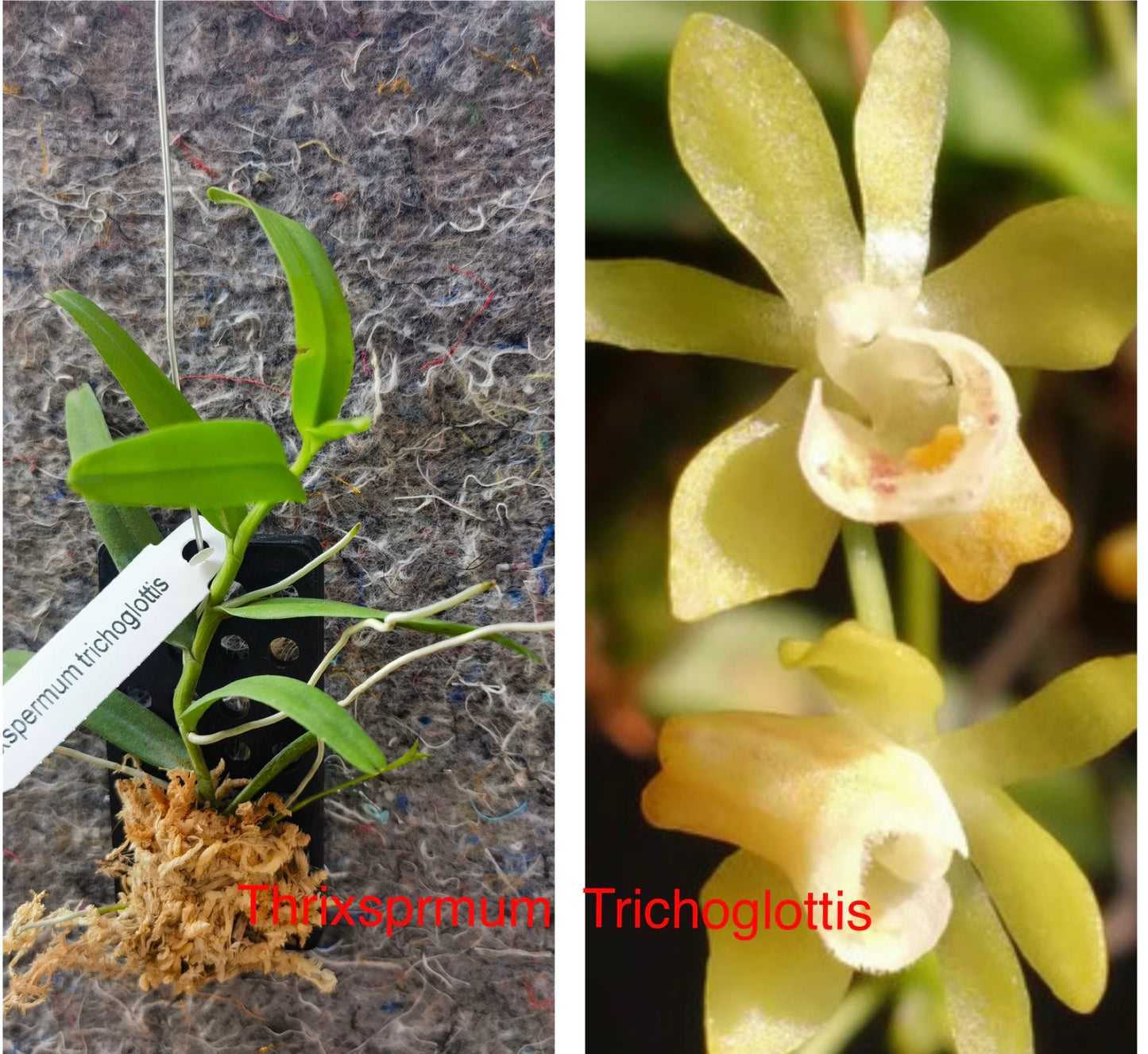Orchid Varieties