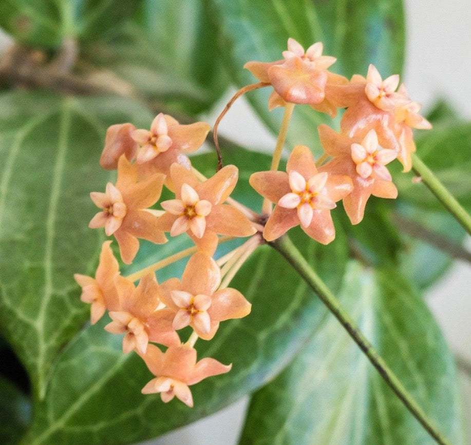 Hoya Finchii