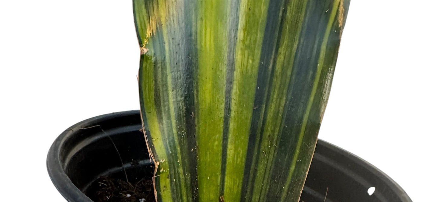 Sansevieria Malawi Variegated