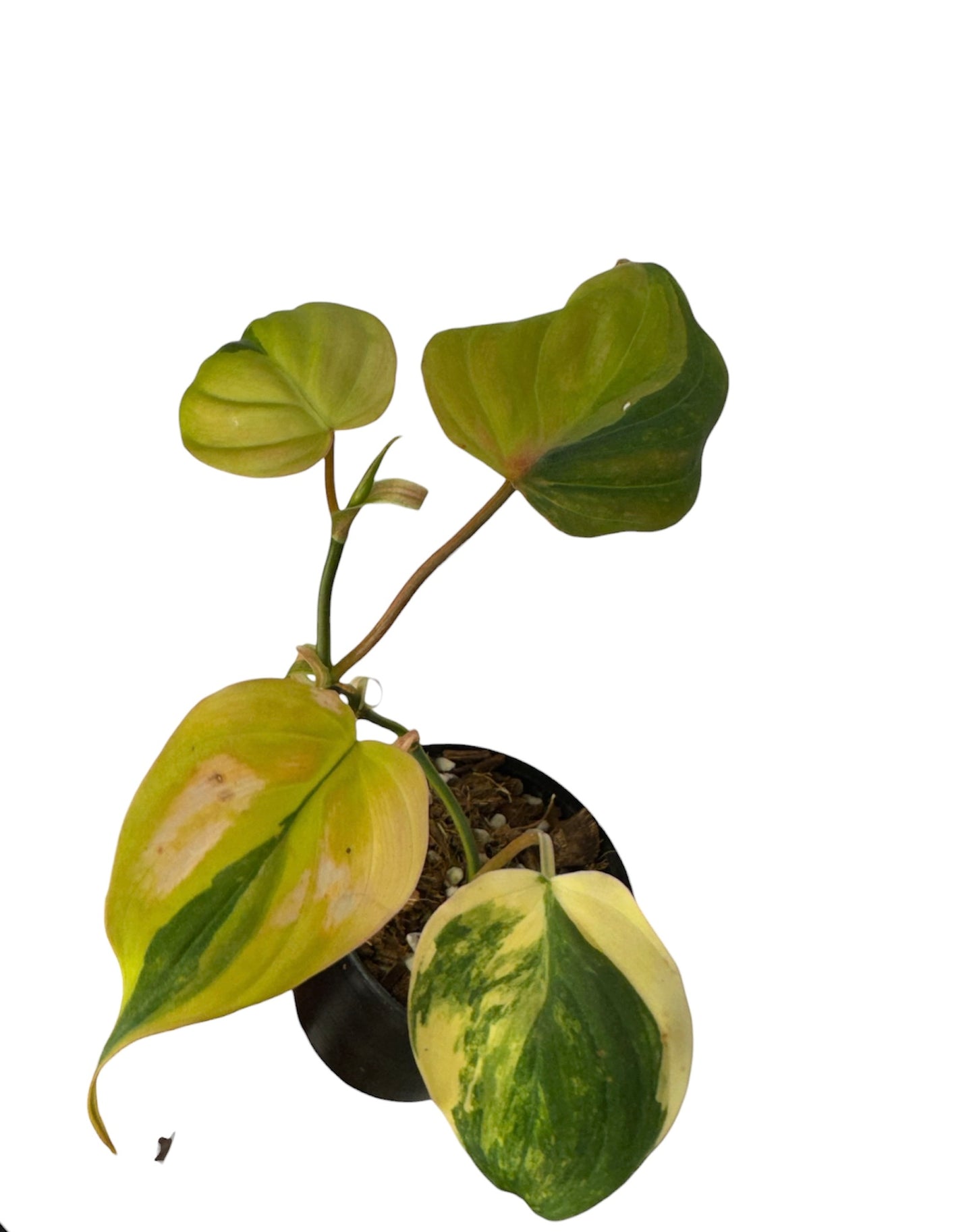 Philodendron Variegated Micans
