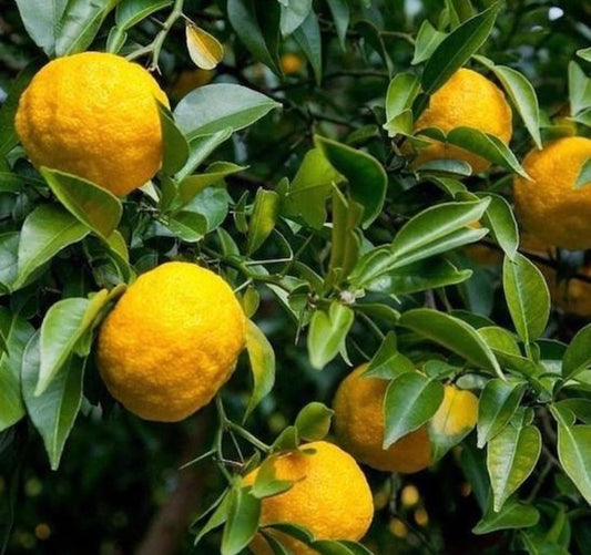 Japanese Lemon Yuzu tree