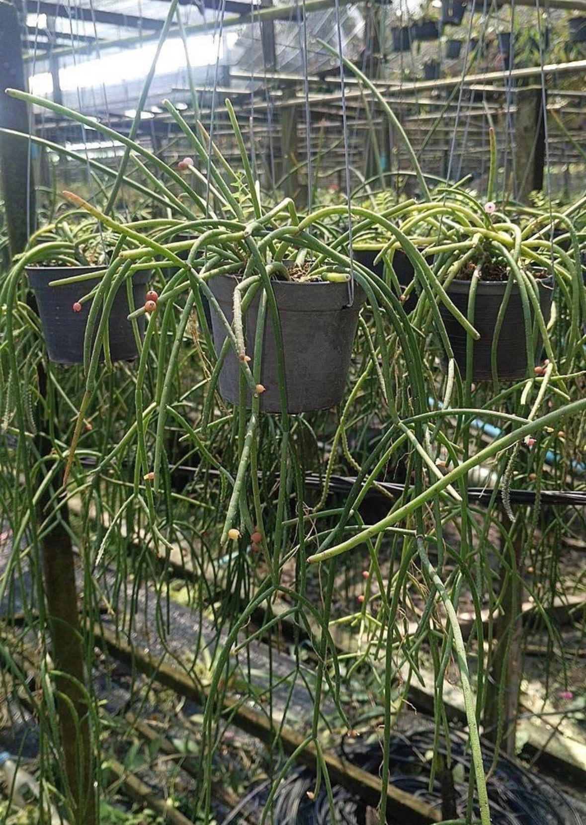 Rhipsalis Baccifera pink pearl (bloom pink flowers) Rare find
