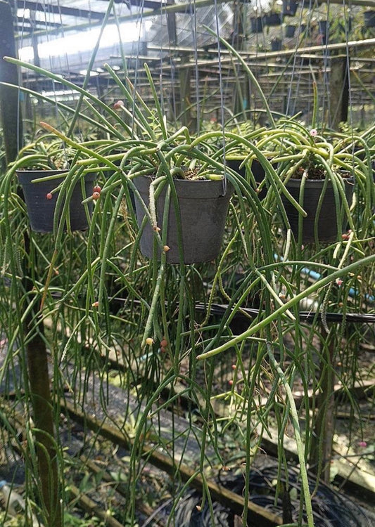 Rhipsalis Baccifera pink pearl (bloom pink flowers) Rare find