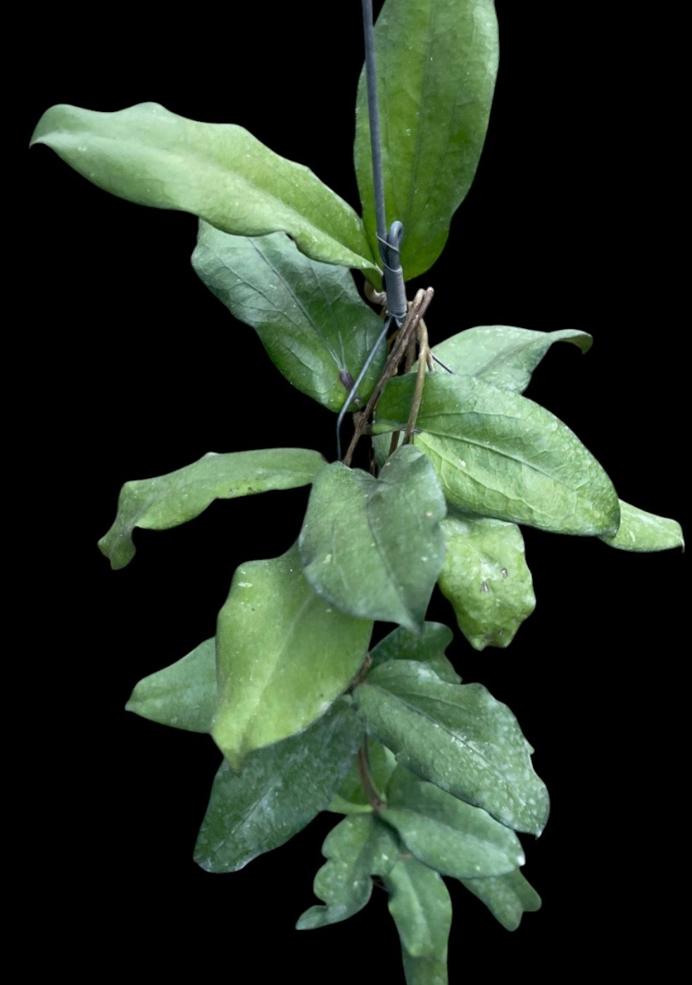 Hoya Erythrina Bejo