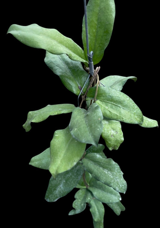 Hoya Erythrina Bejo
