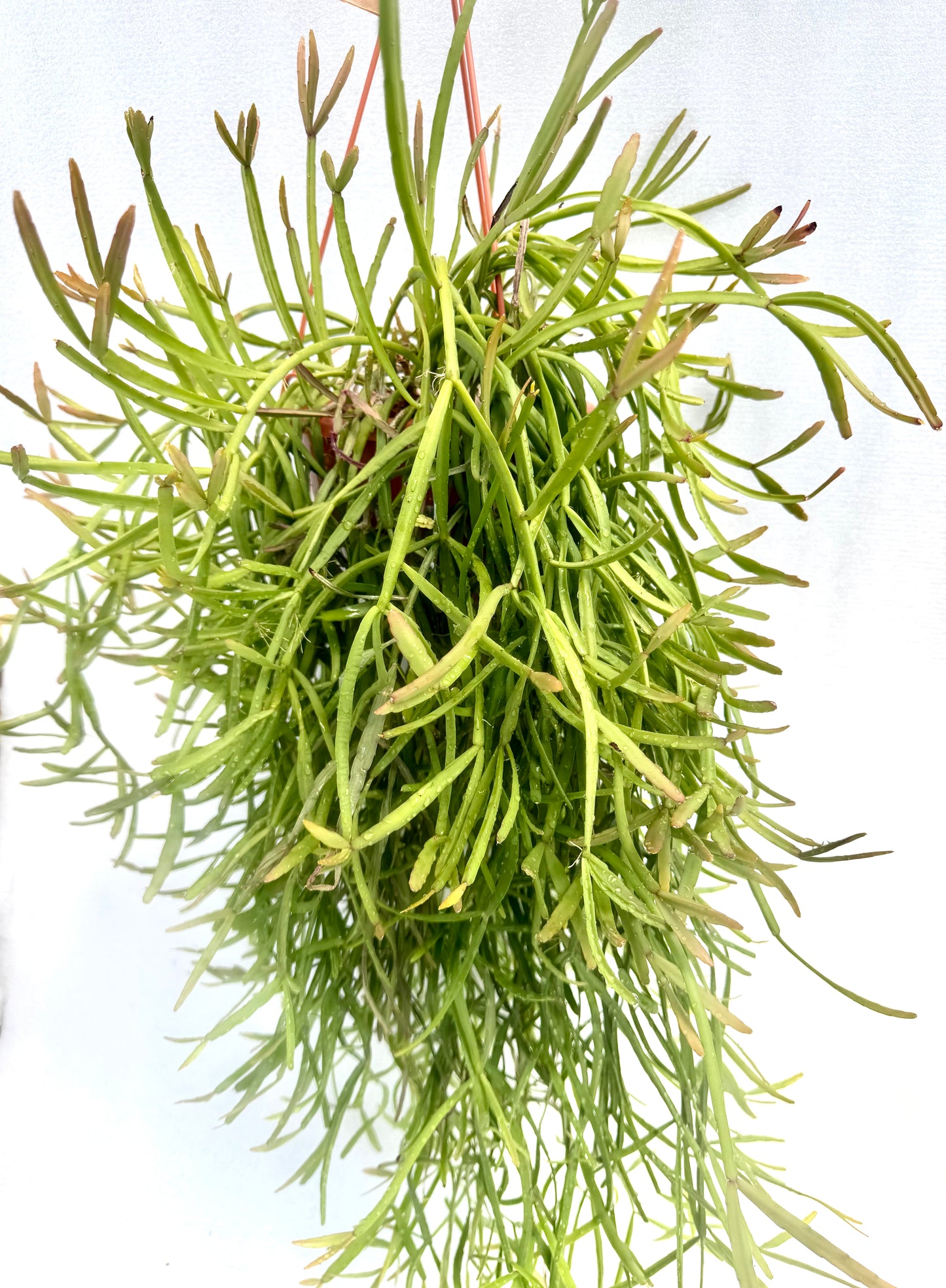 Rhipsalis Micrantha Exlarge Pot