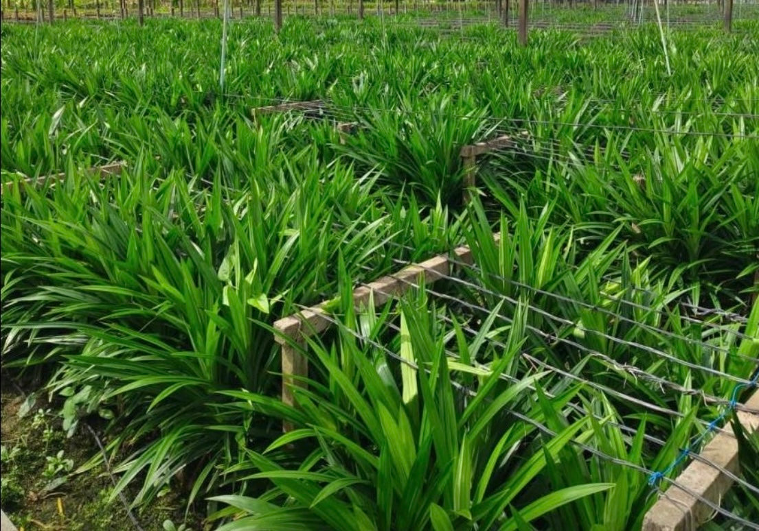 Pandan Plant