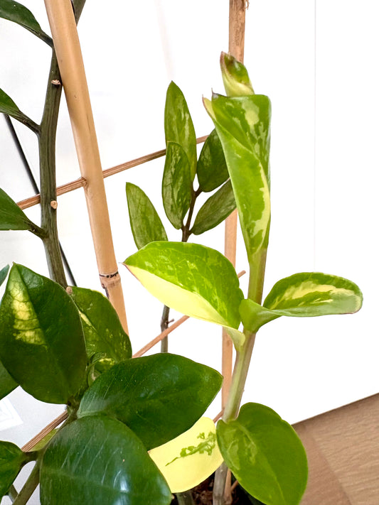 variegated ZZ (Zamioculcas zamiifolia ) 29” tall