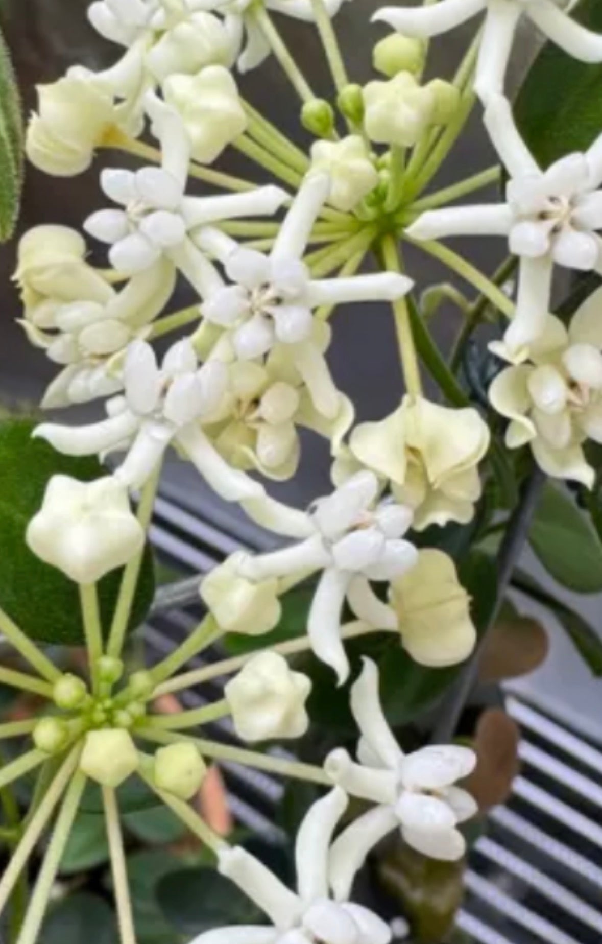 Hoya pulleana vine