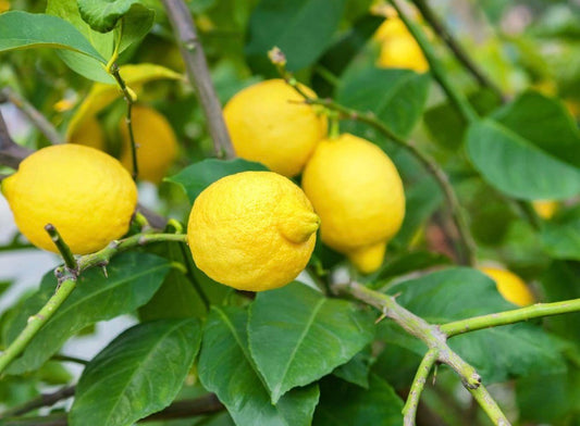 Japanese Or Italian Lemon Tree