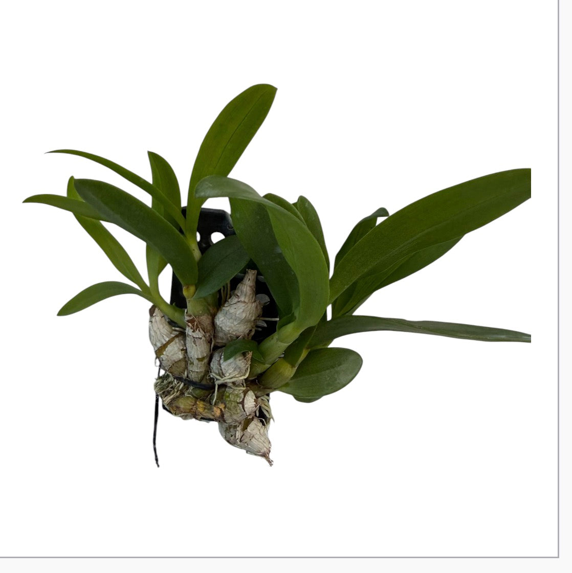 Orchid Dendrobium delacouri