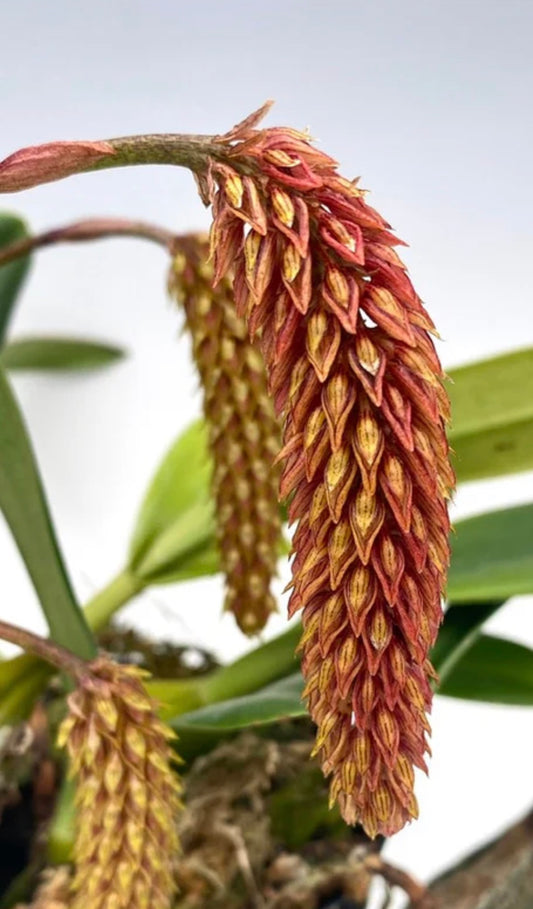 Orchid Bulbophyllum careyanum