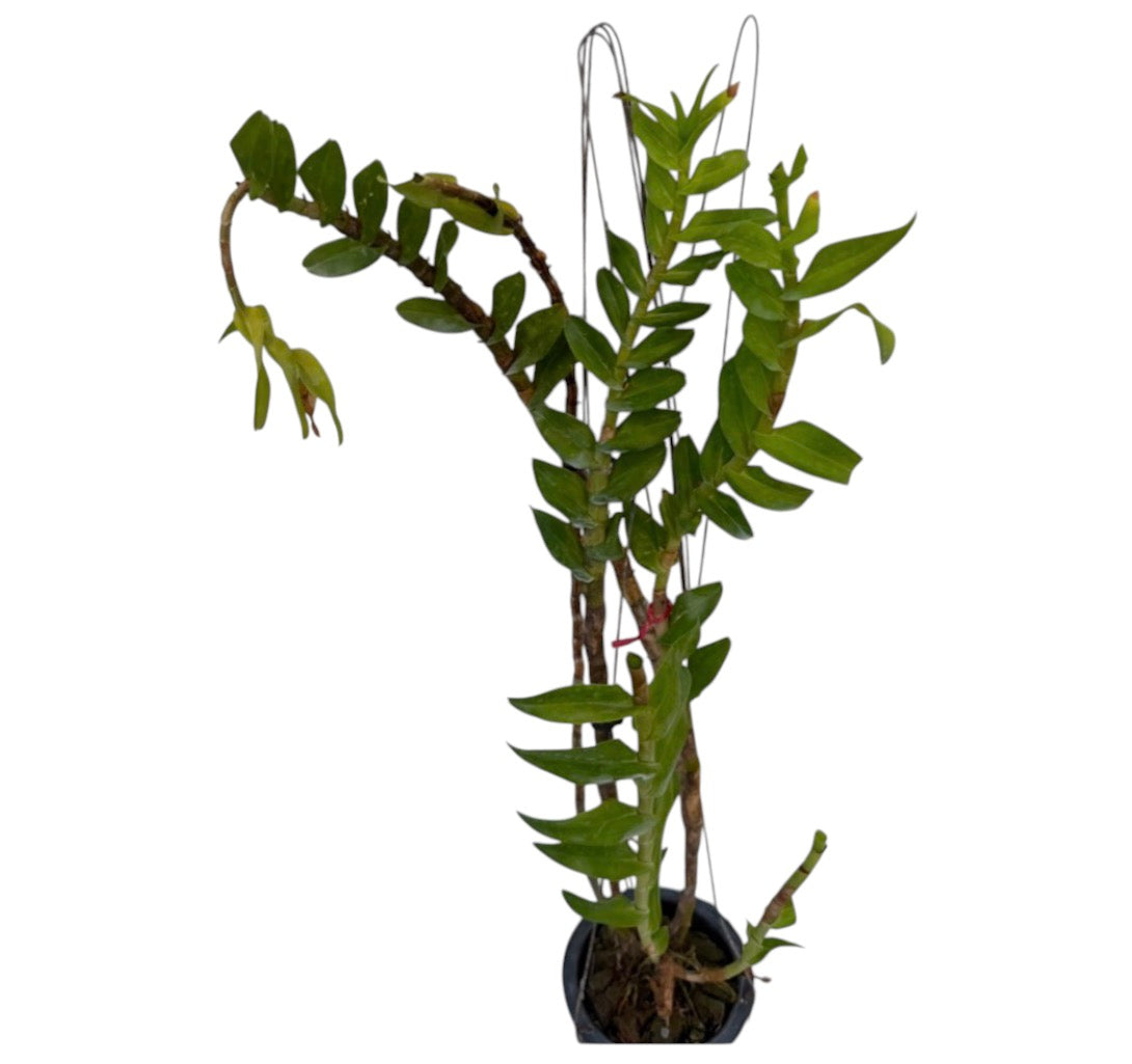 Orchid Dendrobium pulchellum