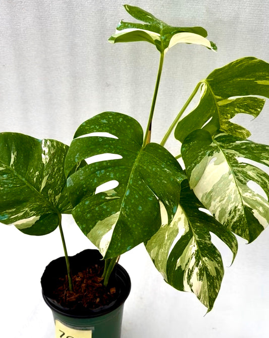 Holland Varigated Monstera Albo