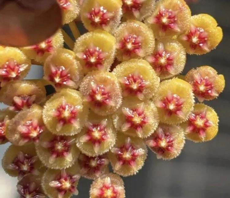 Hoya walliniana UT-152 vine