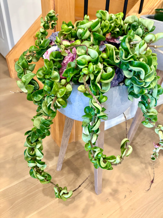 Hoya Compacta Green Hidu rope) 18 - 24 inch long