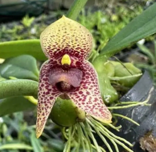 Orchid Trias intermedia